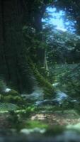 tree roots and sunshine in a green forest video