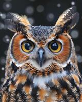 A close up of an owl's face with its eyes open photo