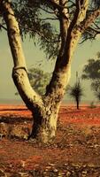hermoso paisaje con árbol en África video