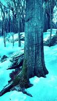 paysage d'hiver dans une pinède le soleil brille à travers les arbres video