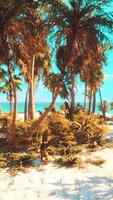 Paradise landscape of tropical beach with calm ocean waves and palm trees video