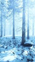 bosque de invierno místico con nieve y rayos de sol que atraviesan los árboles video