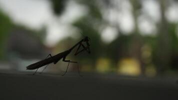 praying mantis behavior taken from low light. video