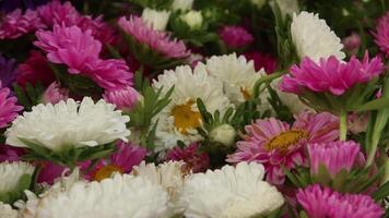 Kina aster, callistephus chinensis flerfärgad blommor i ett hink behållare. video