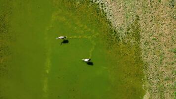 oben Aussicht von Reiher Gehen auf das sonnendurchflutet Grün Teich im Frühling. video