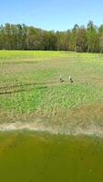 aéreo ver de garzas caminando en un país campo en primavera. video