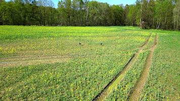 antenne visie van reigers wandelen in een land veld- in de lente. video