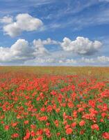 Poppy Field in Moenchgut Nature reserve,Ruegen Island,baltic Sea,Mecklenburg-Vorpommern,Germany photo