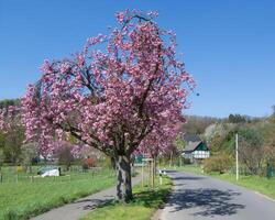 Fruit Trees in bloom,Solingen-Unterrueden ,Solinger Obstweg resp.Solingen Fruit Trail,Bergisches Land,Germany photo