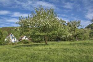 Fruta arboles en Flor,solingen-unterrueden Solinger obstruir resp.solingen Fruta Sendero,bergisches tierra,alemania foto