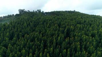 volante al di sopra di foresta alberi video