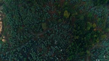 vliegend over- Woud bomen video