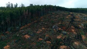 Deforestation Aerial View video