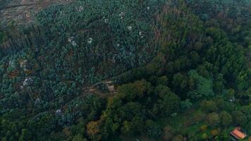 la déforestation aérien vue video
