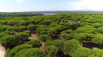 savane aérien vue video