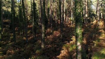 des arbres les troncs forêt video