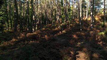 des arbres les troncs forêt video