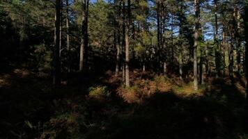 des arbres les troncs forêt video