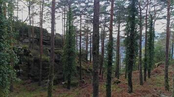 bomen boomstammen Woud video