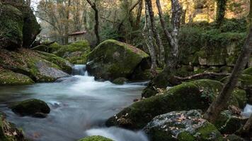 autunno foresta fiume timelapse video