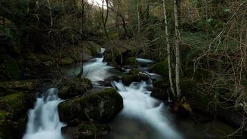 höst skog flod timalaps video