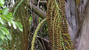 buriti palma árbol en cerca arriba video