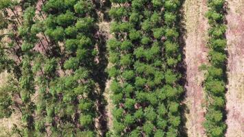 Anbau von Eukalyptus Bäume video