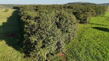 rubber tree forest for latex extraction video