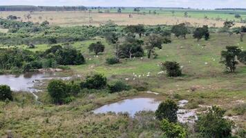 field pasture area with white cows grazing video