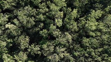 borracha árvore floresta para látex Extração video