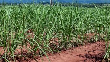 field sugar cane cultivation video