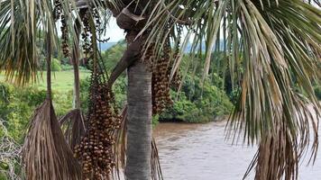 fruit van de Buriti palm boom video