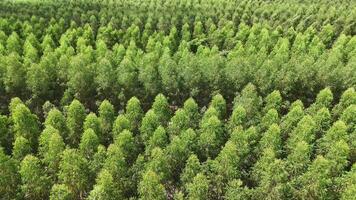 coltivazione di eucalipto alberi video