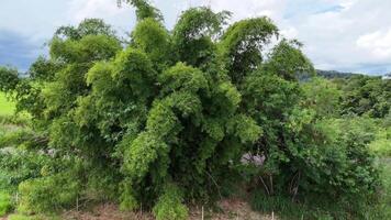 large clump of bamboo foliage video