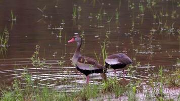 noir ventre sifflement canard animal video