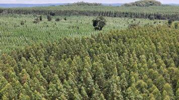 cultivation de eucalyptus des arbres video