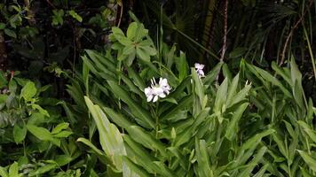 blanc gingembre fleur plante video