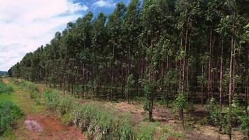 cultivation de eucalyptus des arbres video