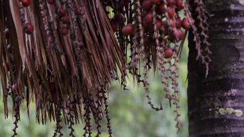 Buriti palm boom in dichtbij omhoog video