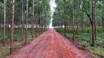 coltivazione di eucalipto alberi video