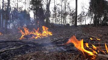 fuoco nel il foresta video