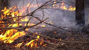 fogo dentro a floresta video