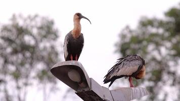 vältränad halsad ibis djur video