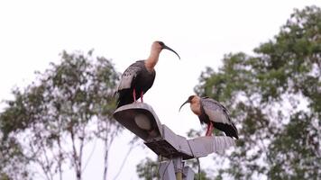 fuerte cuello ibis animales video