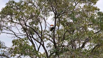 adulte toco toucans video