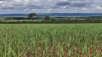 field sugar cane cultivation video