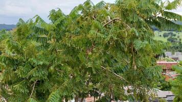 frutas del árbol de jacaranda azul video