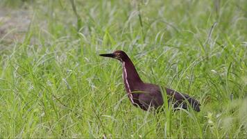 rufescent tijger reiger dier video