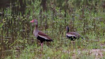 Black bellied Whistling Duck Animal video