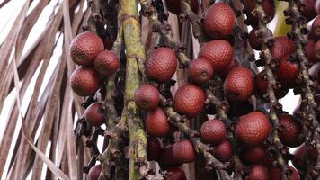 Buriti palm boom in dichtbij omhoog video